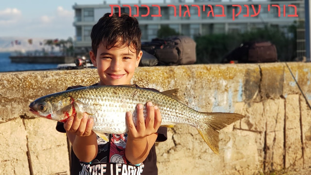 תפיסת בורי ענק בגירגור בכנרת+ כמה טיפים לדייג מתחיל.