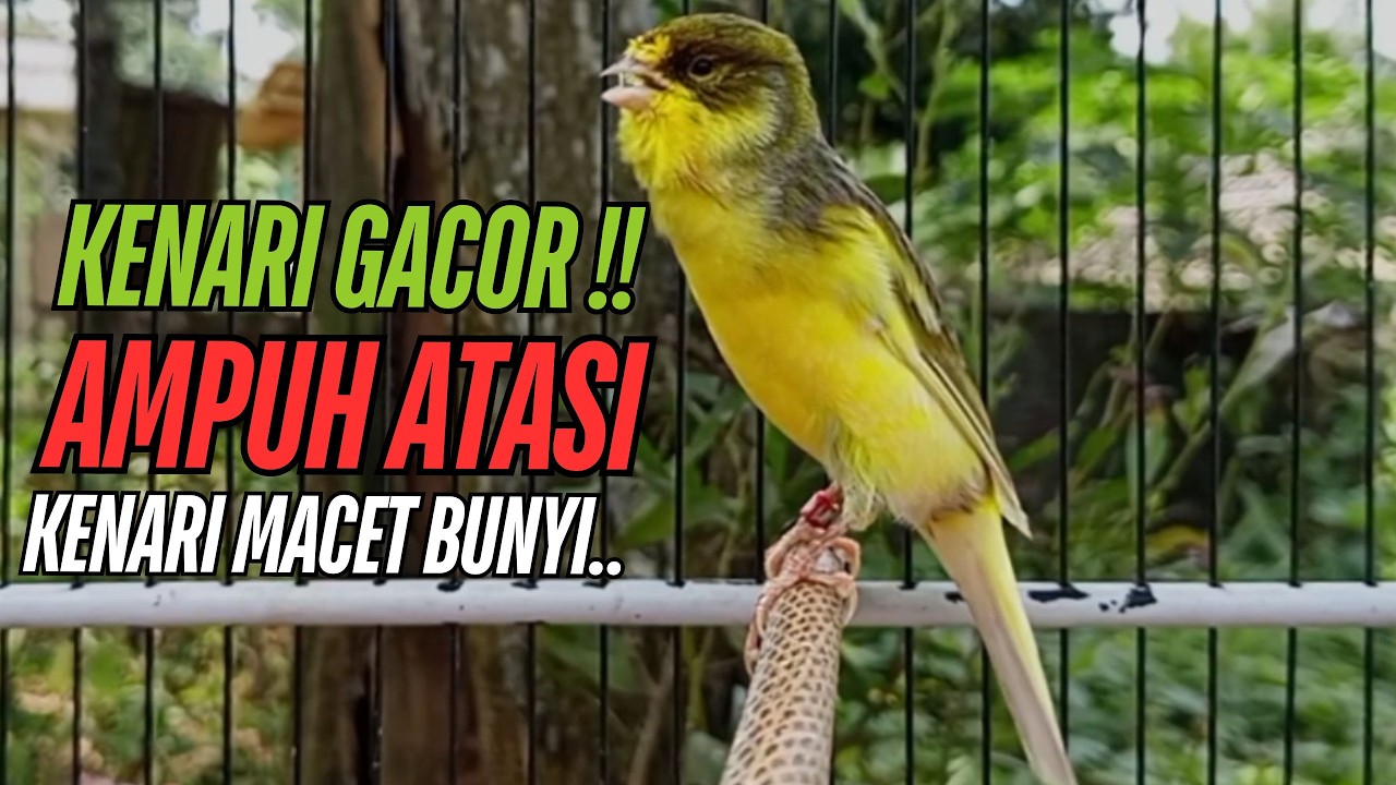 Kenari gacor panjang Pancingan & masteran Kenari Paud AGAR gacor & terapi AMPUH Kenari MACET bunyii