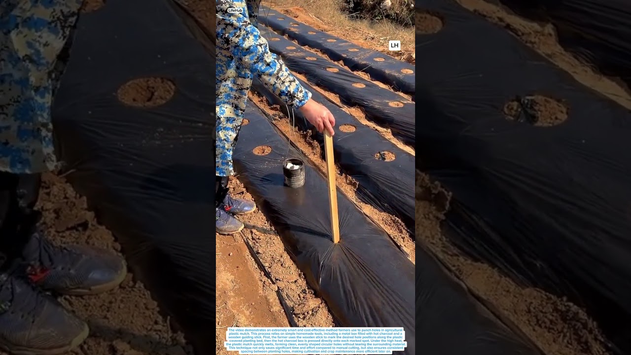 Smart Farmer&rsquo;s Hot Charcoal Trick for Perfect Plastic Mulch Holes