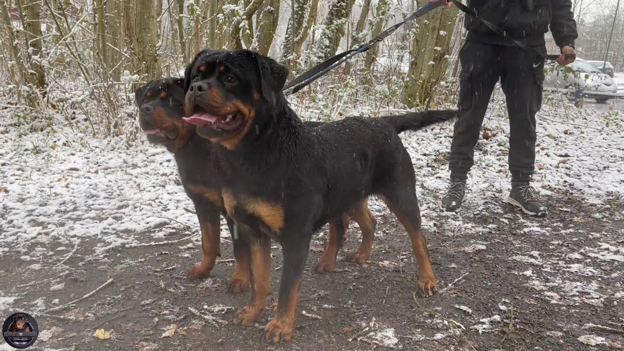 Rottweiler Puppies Day Out In The Snow