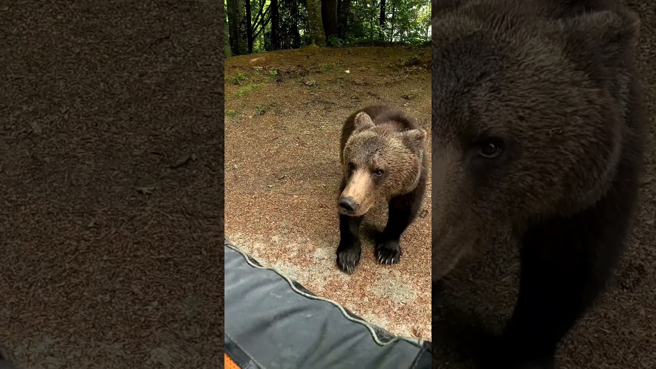 Bear attacks human @TransfagarasanRo