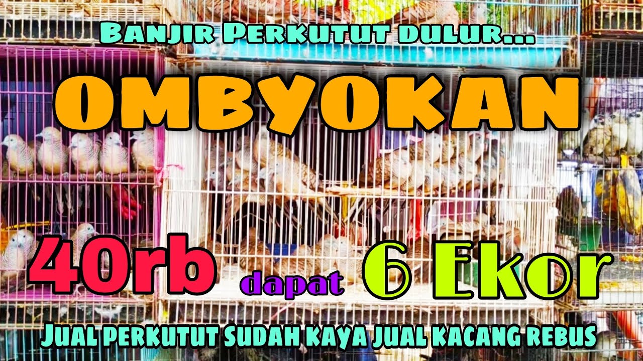 Perkutut Ombyokan di Pasar Burung Ini 40rb Dapat 6 Ekor|Banjir Perkutut