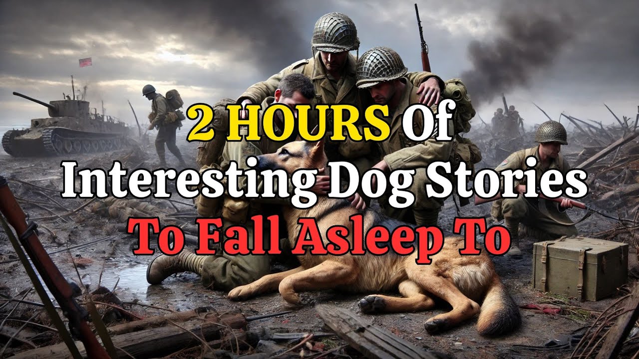 Inspiring Dog Stories That Will Calm Your Mind and Help You Sleep 🐾