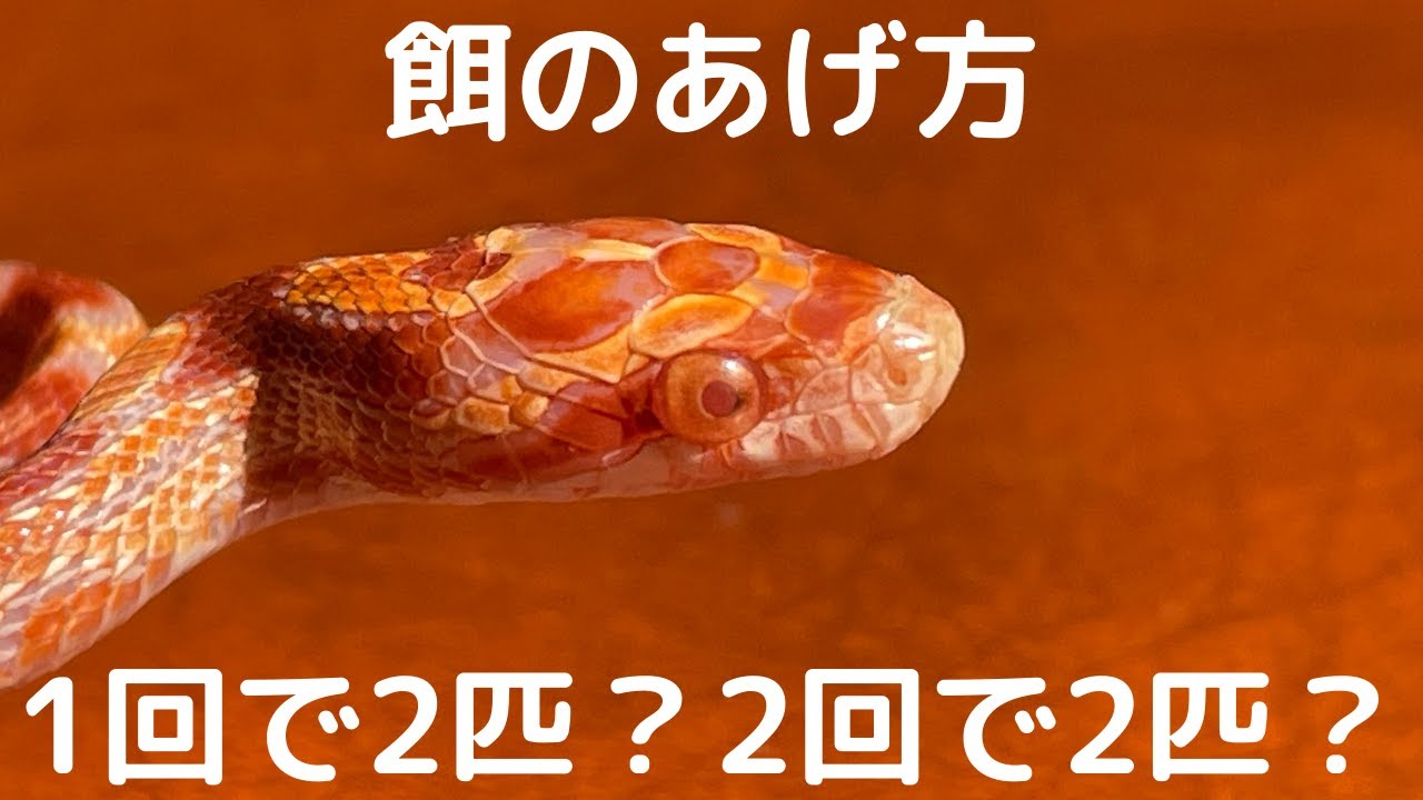 コーンスネークの餌の与え方について