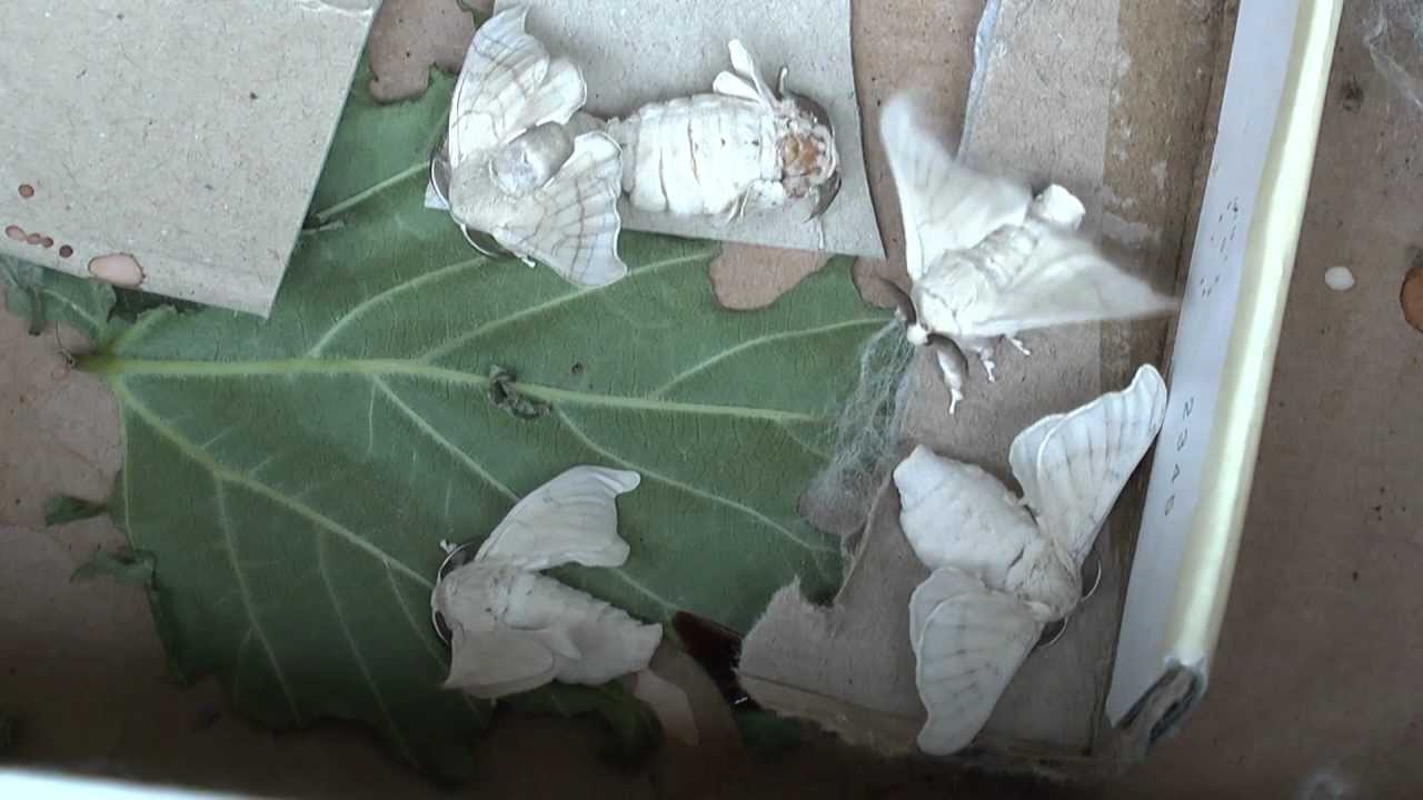 Metamorphosis/Life Cycle of the Silkworm (Bombyx Mori) [Silkworm Metamorphosis/Life Cycle]