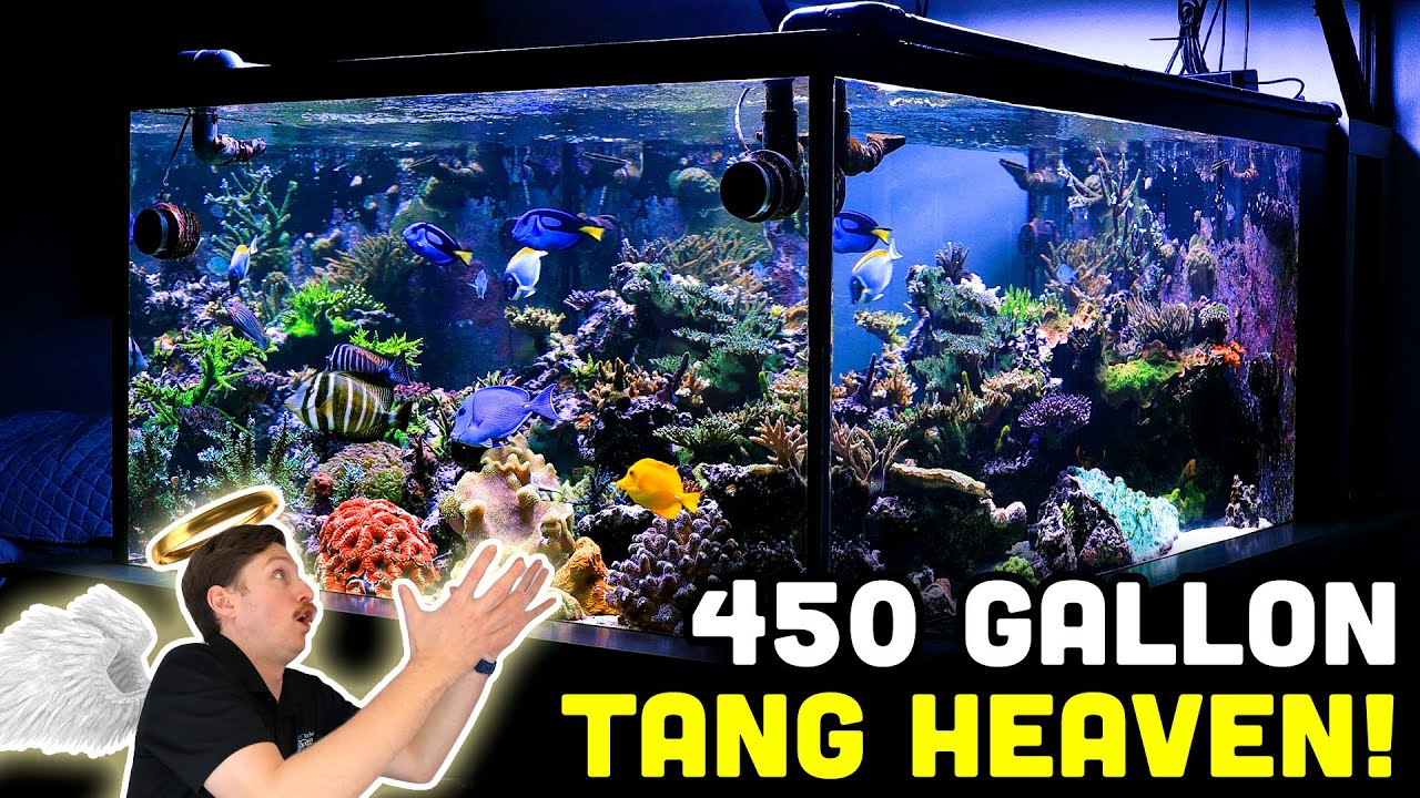 450 Gallon Reef Tank Tour! HYDROS Powered Fish Room!