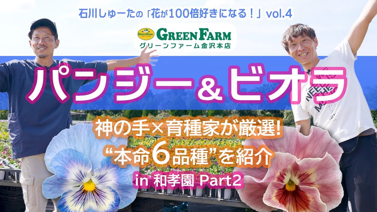 【パート2】神奈川・和孝園からお届け！人気パンジー＆ビオラのおすすめ品種と育て方のコツをご紹介！【ハイポネックス】【リキダス】