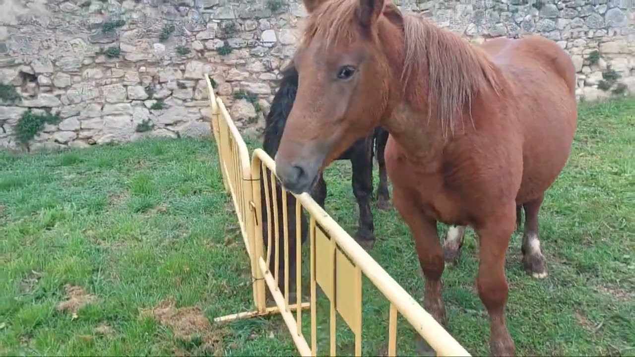 Feria del Ángel  en Miranda  de Ebro