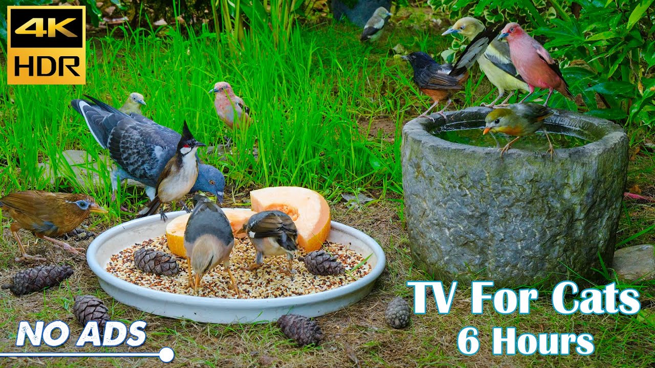 Get Up Close and Personal with Mini-Squirrels 🐿️ Cats Watch 😸 Dogs Watch 🐩 Birds Watch 🕊️