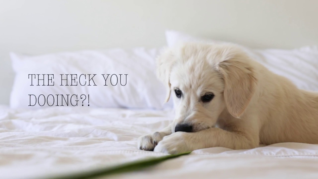 Absolute Pets - Biodegradable Poop Bags