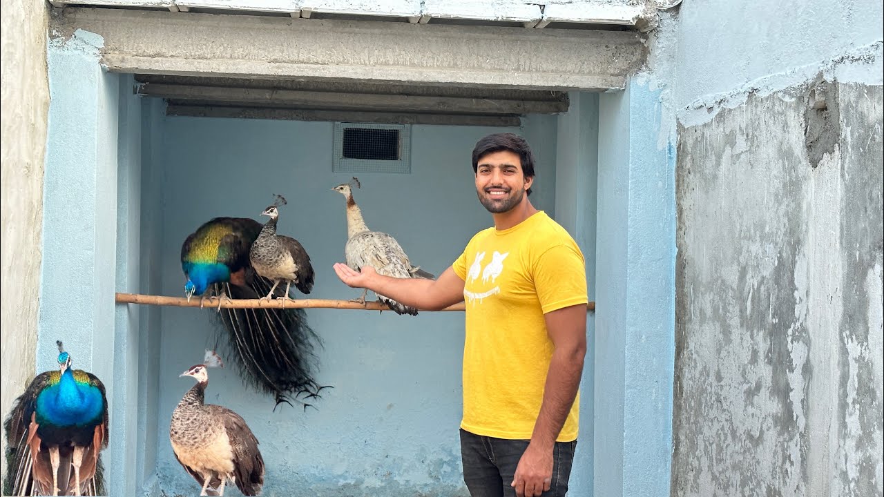 Neya Raja Peacock Bhi Ah Gea ❤️