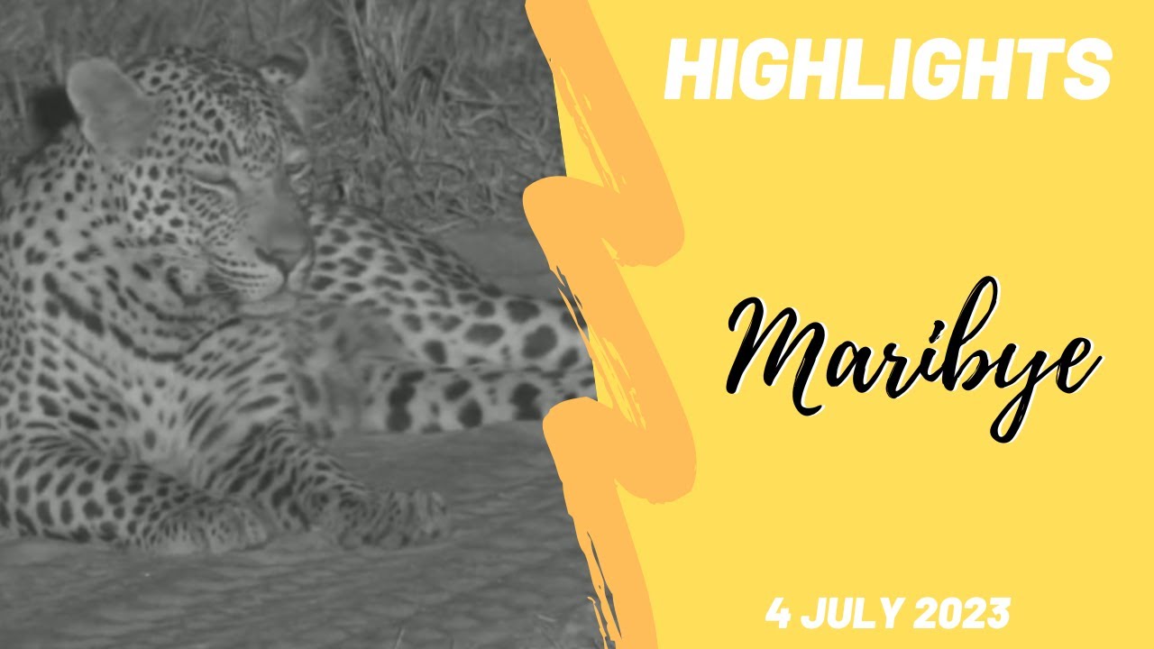 Highlights Maribye male leopard 4th July 2023