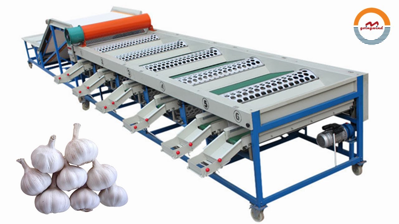 Automatic garlic grading machine auto garlics sorting equipment