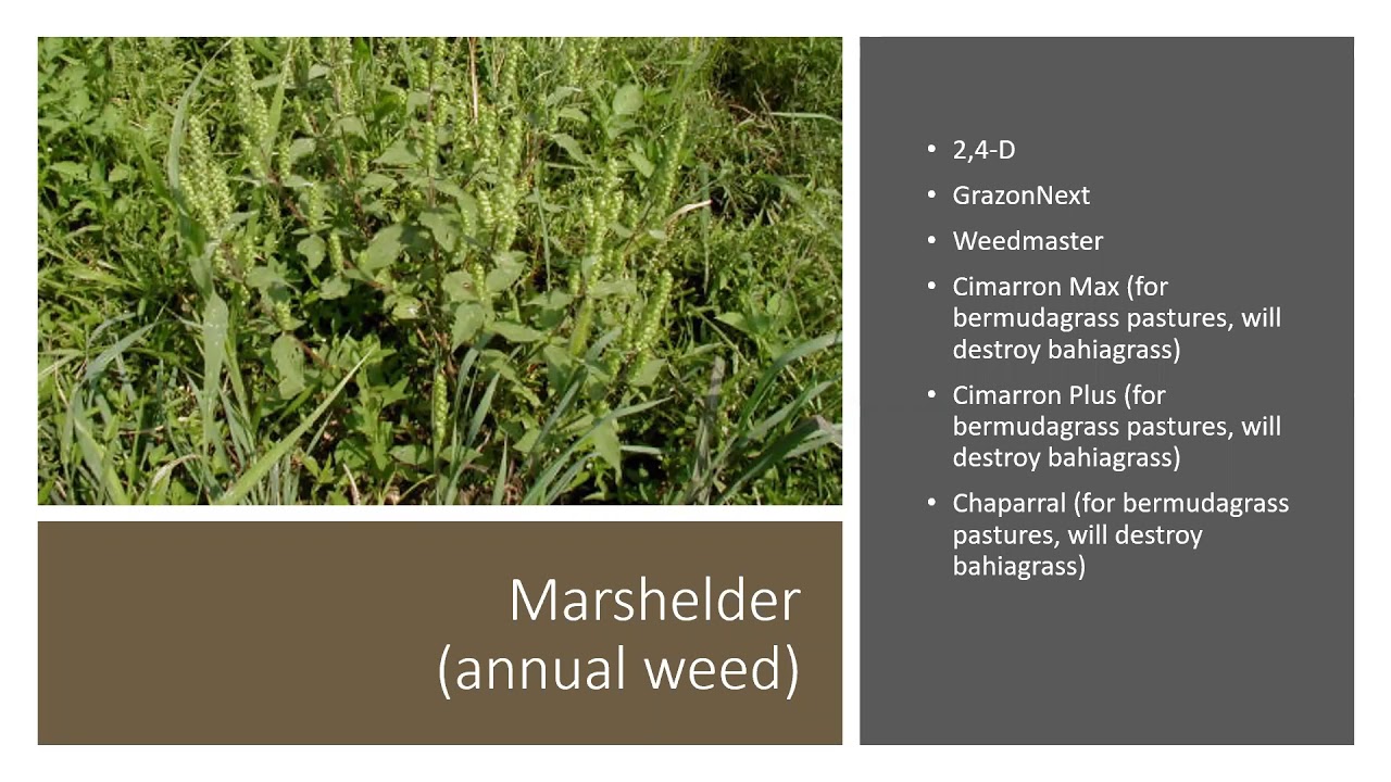 Pasture Weed ID and Control Webinar 3/31/2020