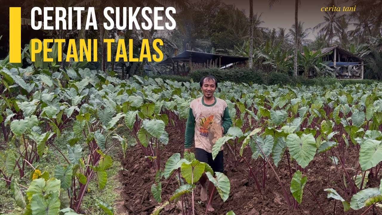 Dari Bertani Talas Pemuda Ini Menghasilkan Ratusan Juta Dalam Satu Kali Panen