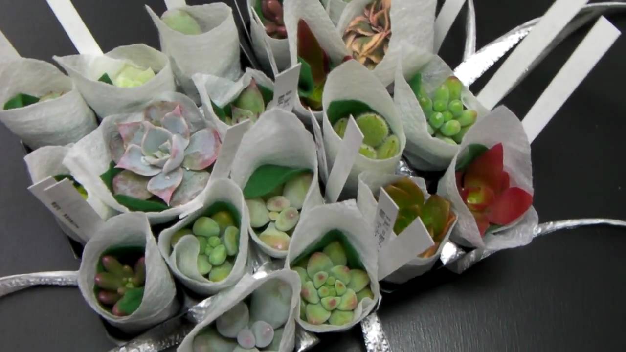 多肉植物 通販梱包の様子-FS江口