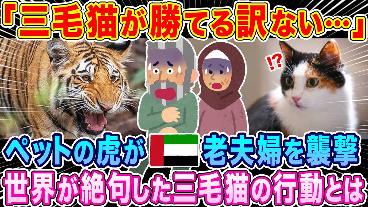 「三毛猫が勝てる訳ない…」ペットの虎がアラブの老夫婦を襲撃！そのときとった三毛猫の行動に世界が絶句…【海外の反応】【ゆっくり解説】