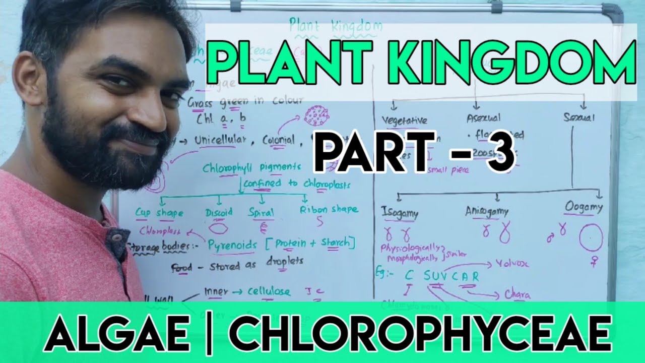 Plant Kingdom | Part 3 | Algae | Chlorophyceae