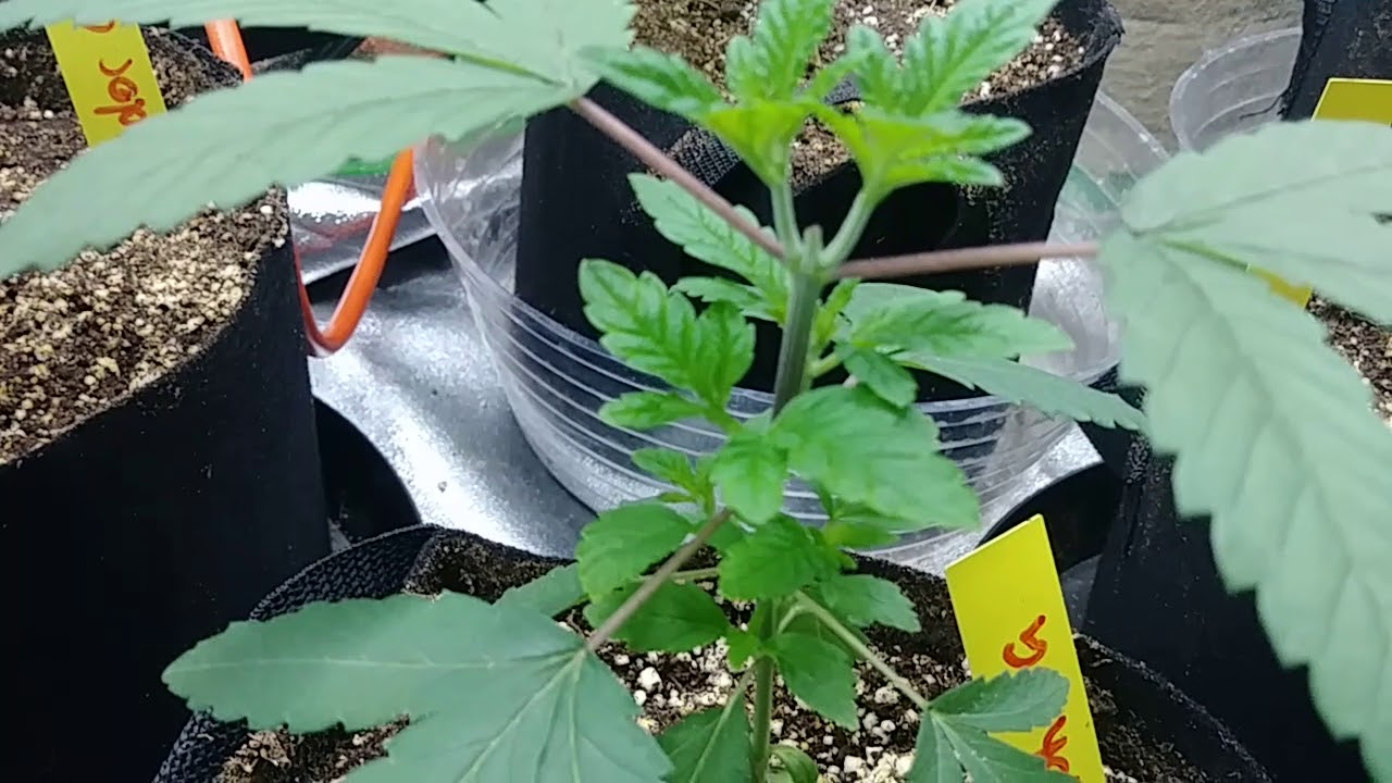 NEW GENETICS VADOR OG