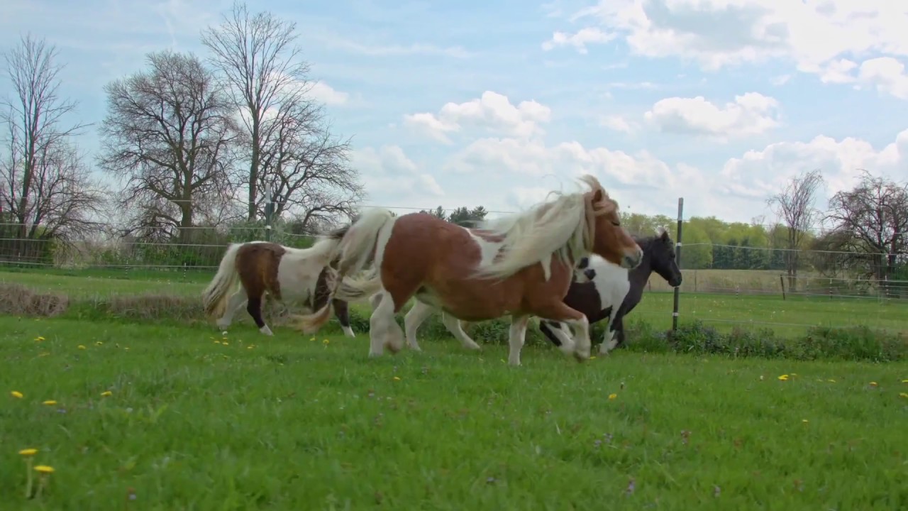 Lakefront Equestrian Property in Pataskala, Ohio