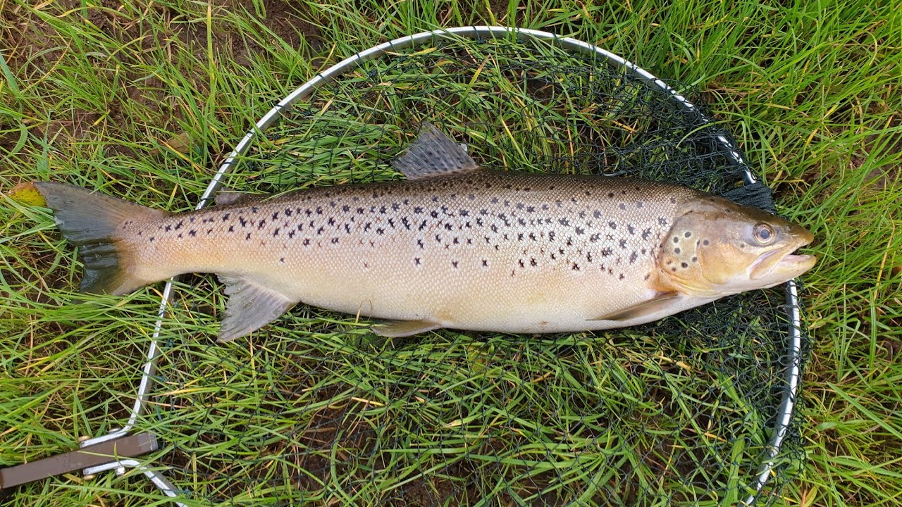 Dollaghan fishing three good trout in high water