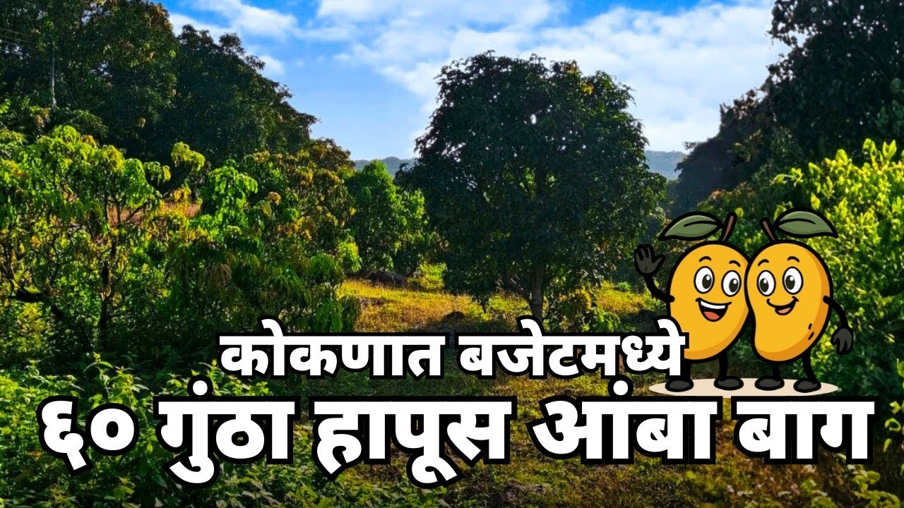 कोकणात 60 गुंठा हापूस आंबा बाग अगदी बजेटमध्ये !