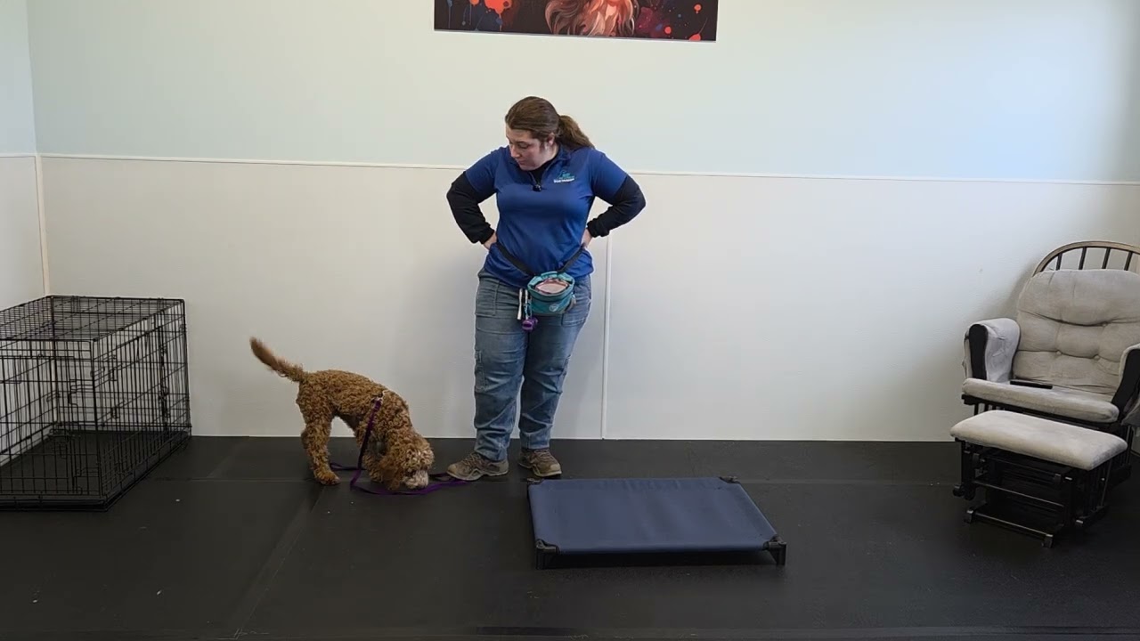 Lucy the Goldendoodle | Board & Train Week 2 – Place Command Training | Best Paw Forward