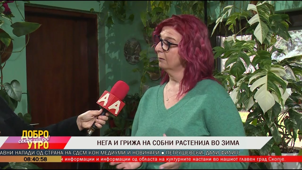 Нега и грижа на собни растенија во зима