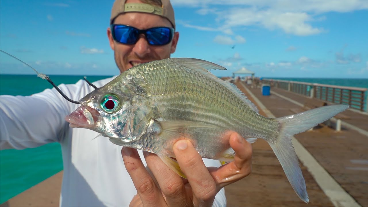 Dropping BIG PERCH For PIER GIANTS! (Juno Pier Snook Fishing)