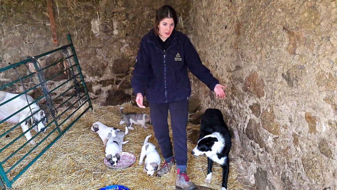 Voy a echarle carne a los cachorros y el cabrito de Ramiro los carea