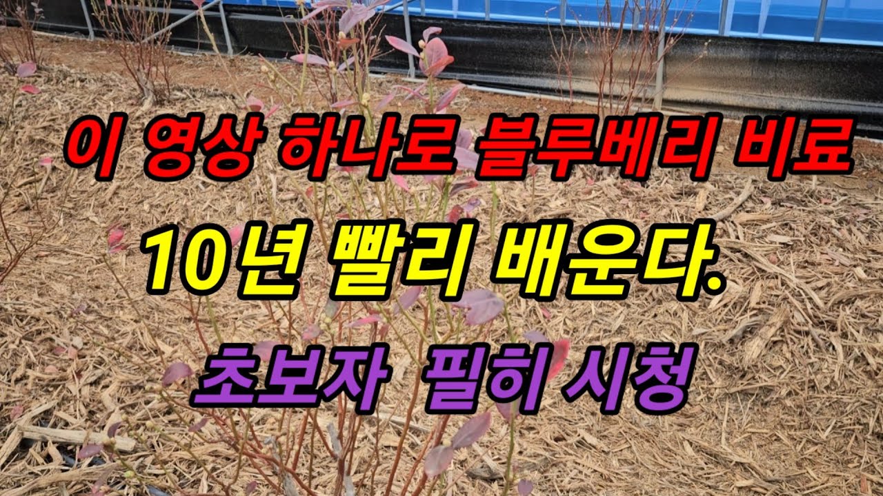 블루베리 재배시 초보자 이 영상을 보면 비료공부 10년 앞당긴다.#메도우락 전문농원 #메도우락 묘목판매(010 8895 4161)