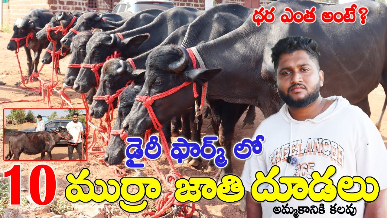 10 Murra Calfs for sale| Calfs for sale | దూడలు అమ్మకానికి కలవు | Calves for sale | Murra Calfs sale