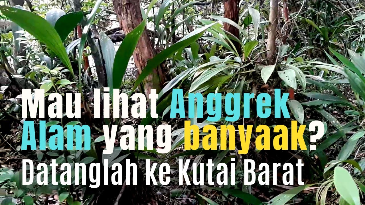 Di pedalaman Borneo: Cagar alam pasir sunyi di Kutai Barat ini anggrek alamnya buanyaak sekali!