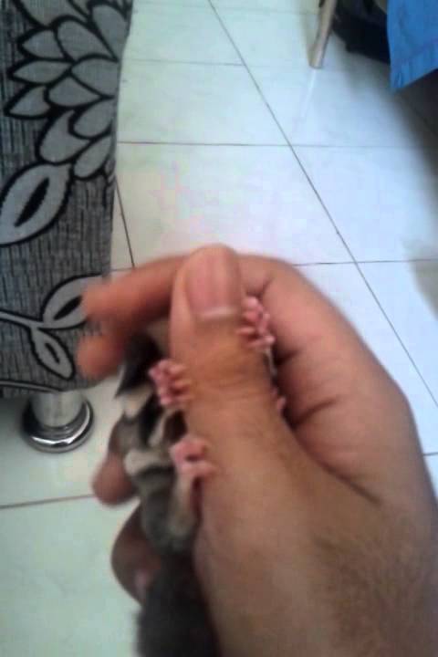 Very cute sleepy of sugar glider