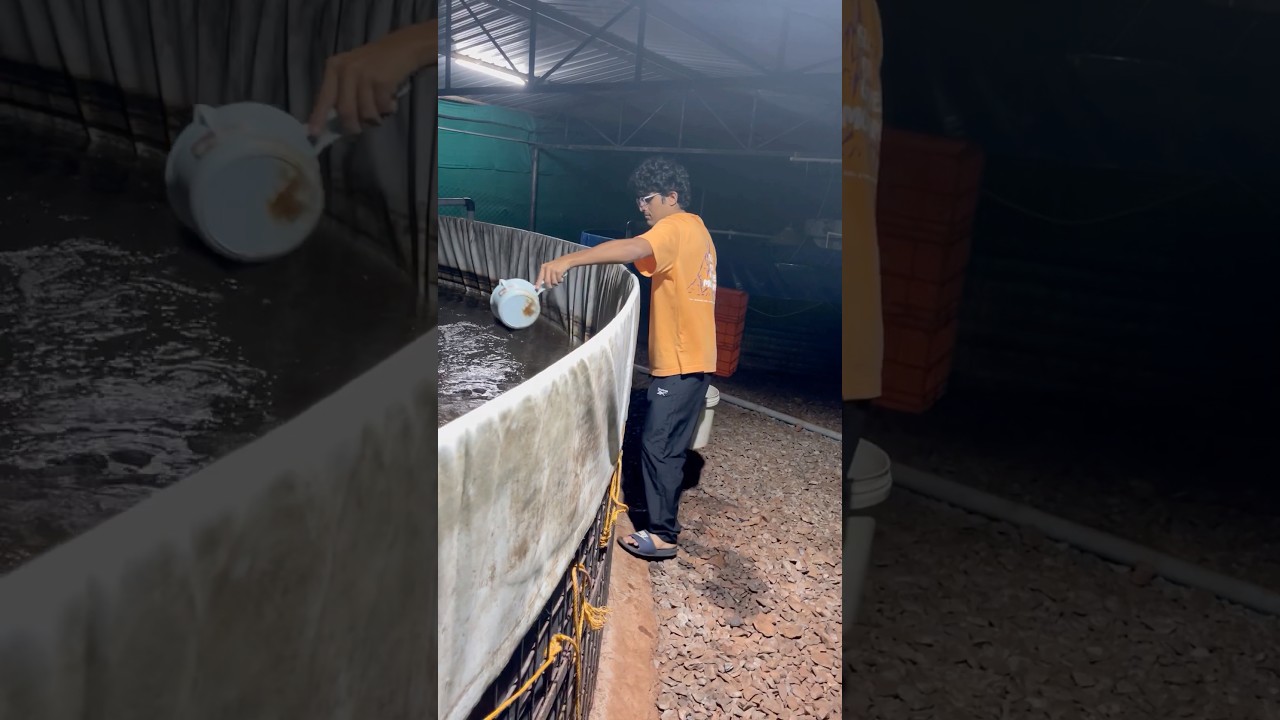 Growing White leg prawns in Biofloc system! #goa #biofloc #fish #aquaculture #prawns
