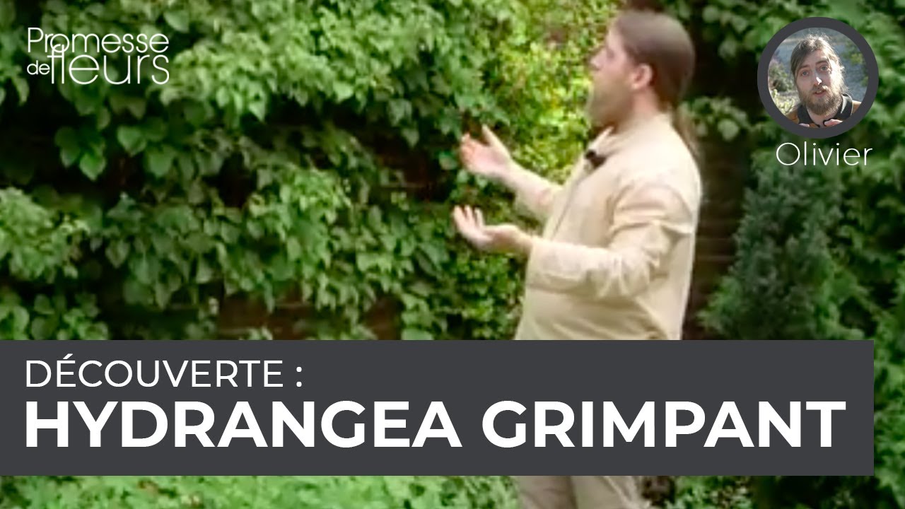 Découverte : l'hydrangea grimpant