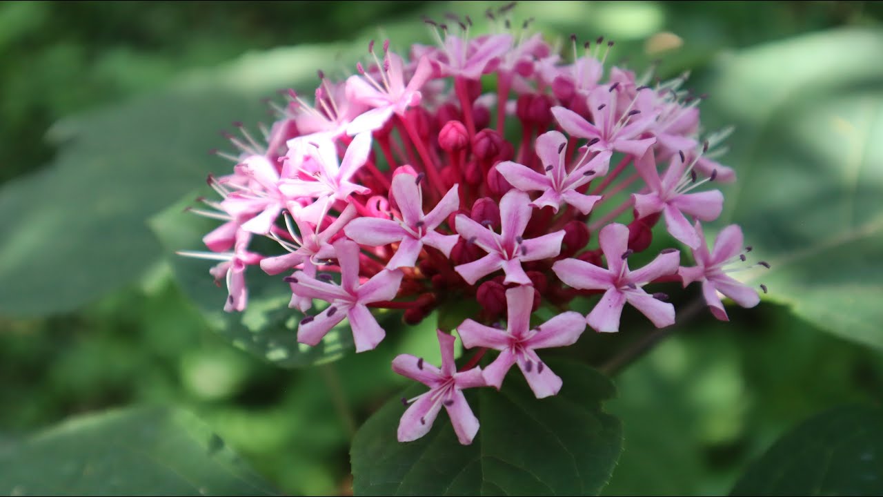 Hablemos sobre el Clerodendrum bungei - Falsa Hortensia - Clerodendro chino