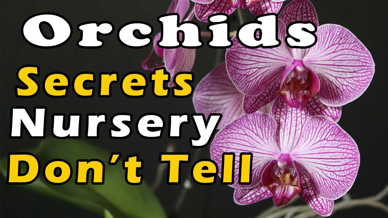 5 Orchid Care and Growing Secrets Every Beginner Needs To Know