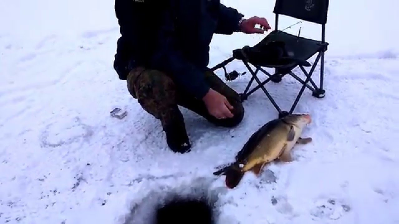 podlodowy karp 2016 stary san hurko