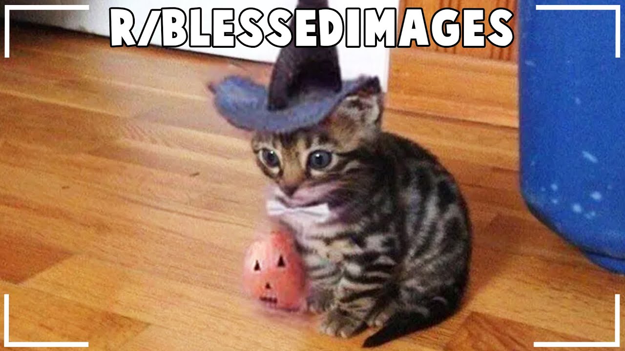 r/Blessedimages | the most wholesome pictures