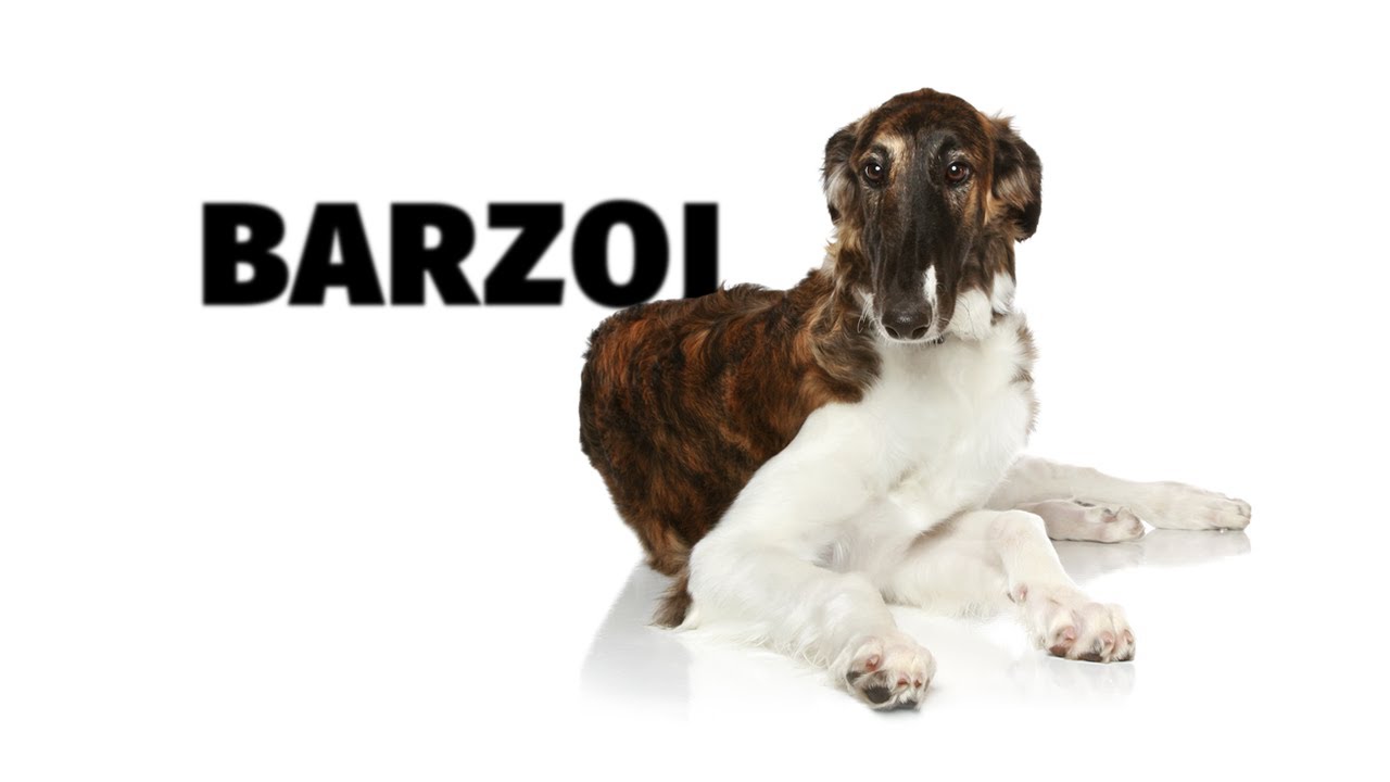 Barzoj - Atlas plemen - Tlapka TV