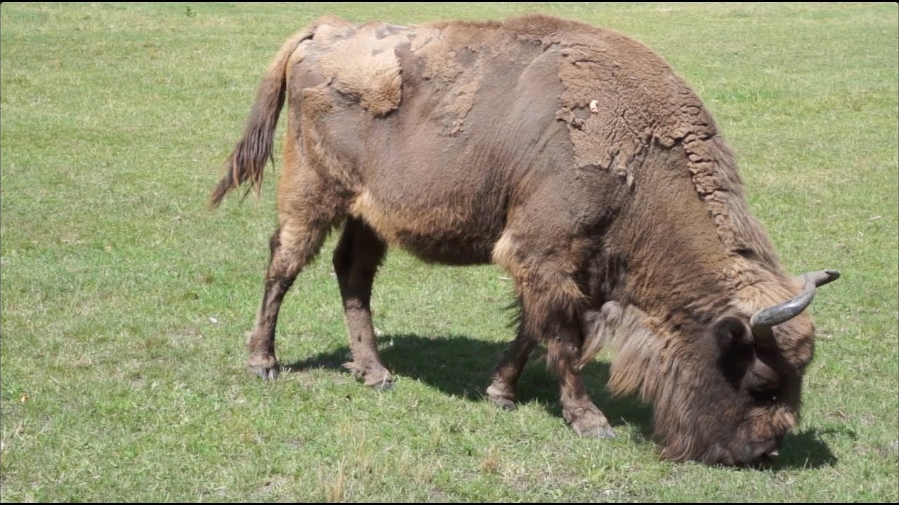 Żubry z Białowieży