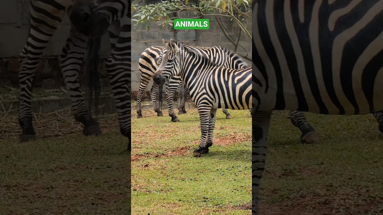 Animals# Waterbuck
