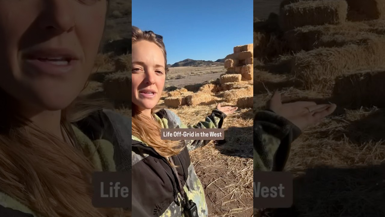 Cows Ate My House 😅 