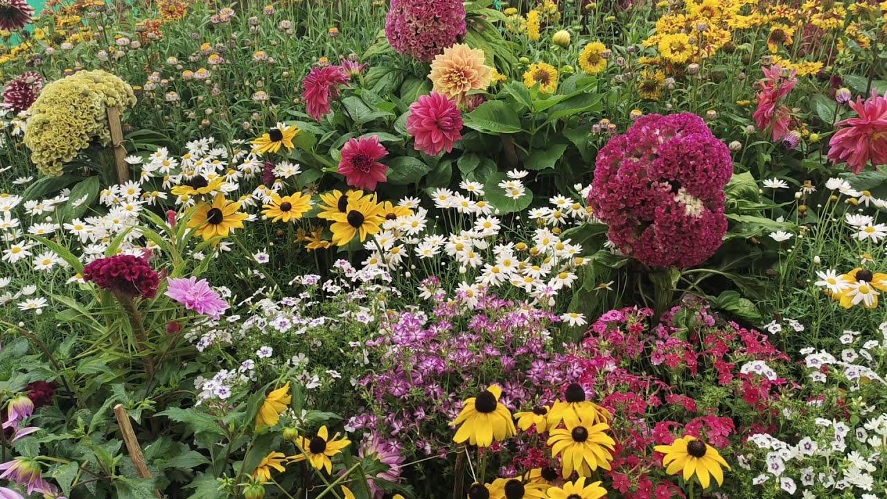 Explore the spectacular Bangalore Flower Show 2025 at Lalbagh Botanical Garden! 🌸🌿