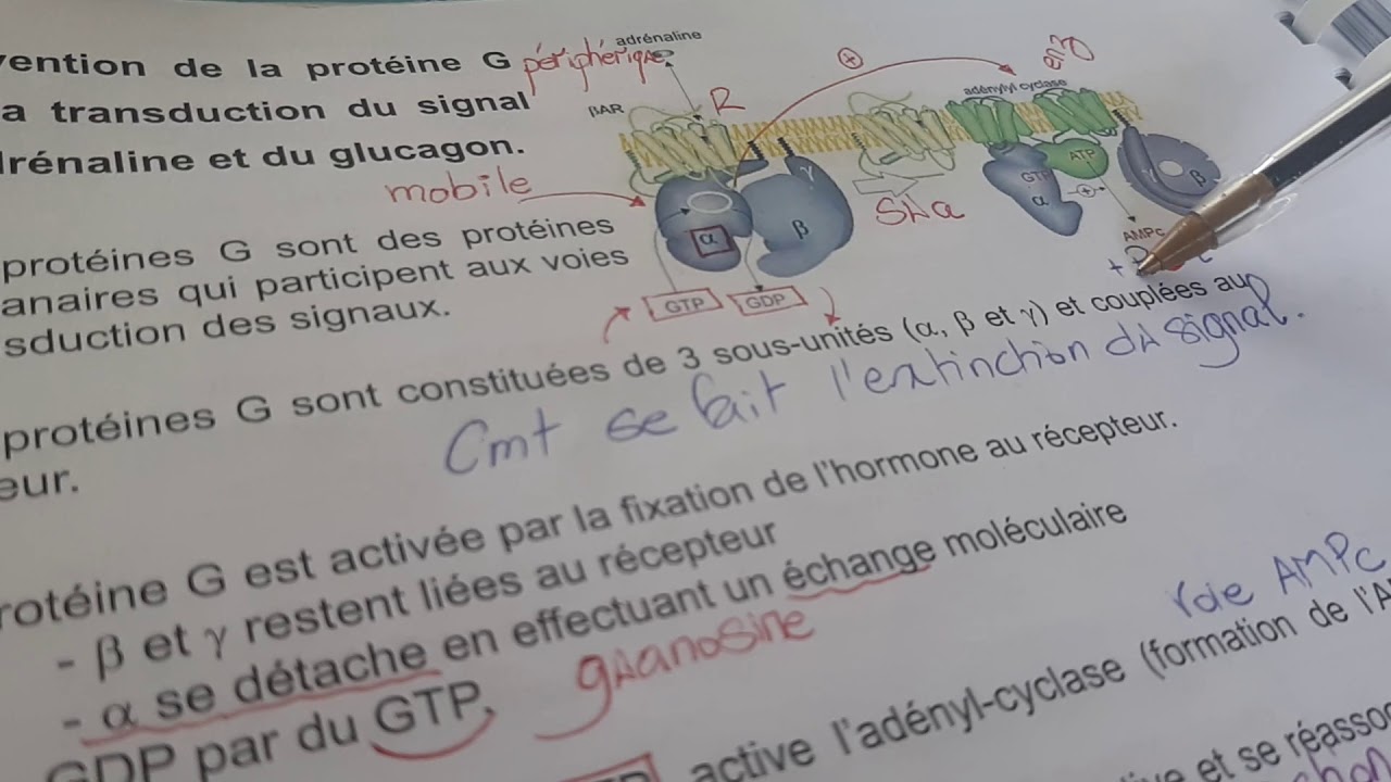 Voie AMPc , transduction du signal, recepteur couplé a la proteine G