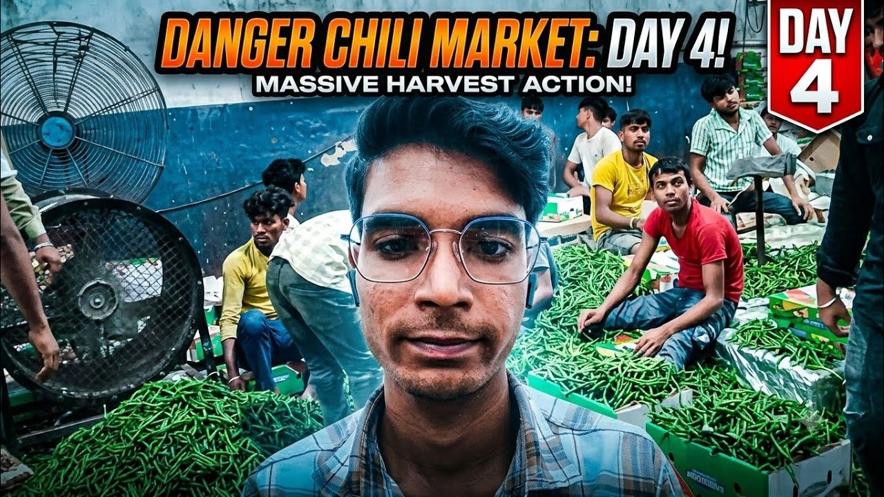 Chilli Wholesale Market Vlog - Day 4 | Green Chilli Price & Processing Market