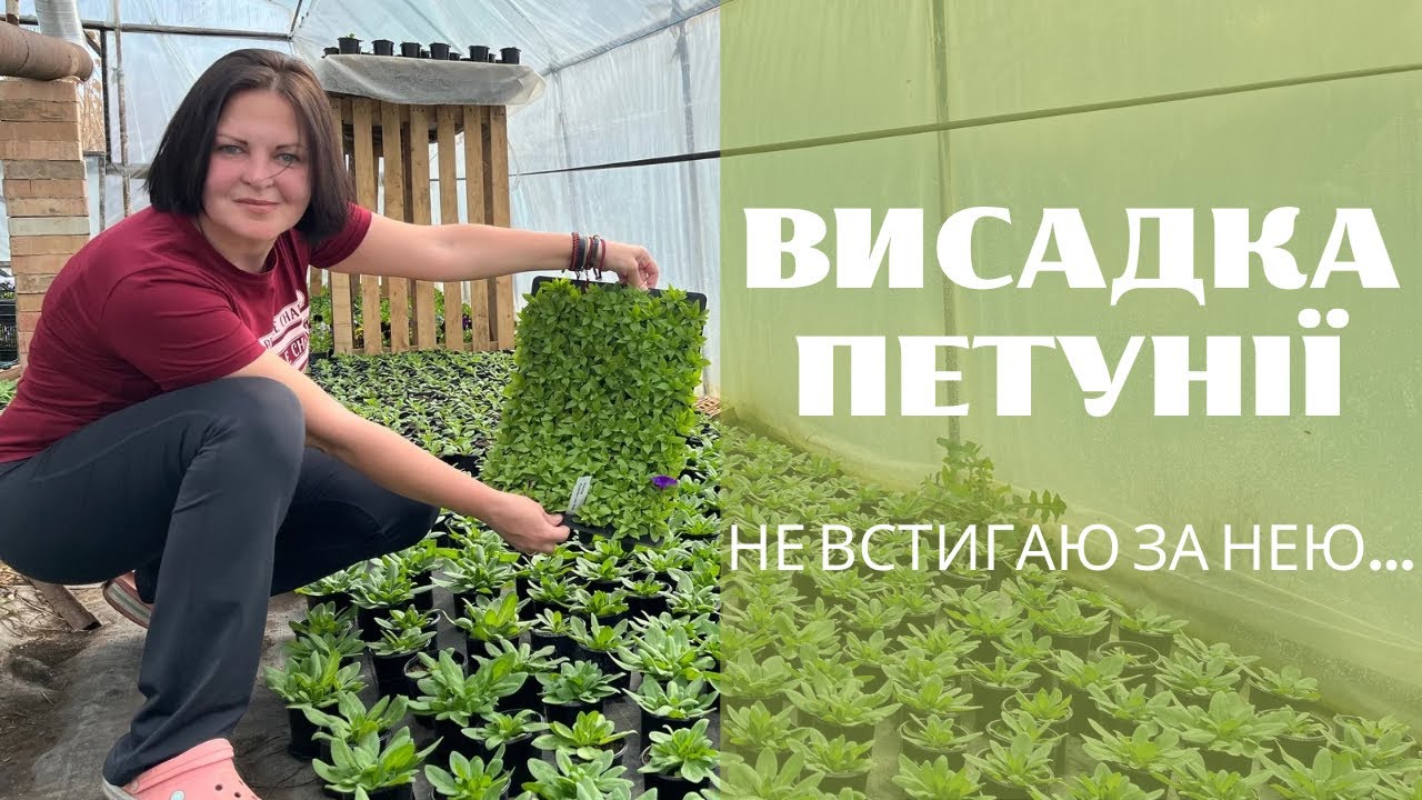 Висадка петунії