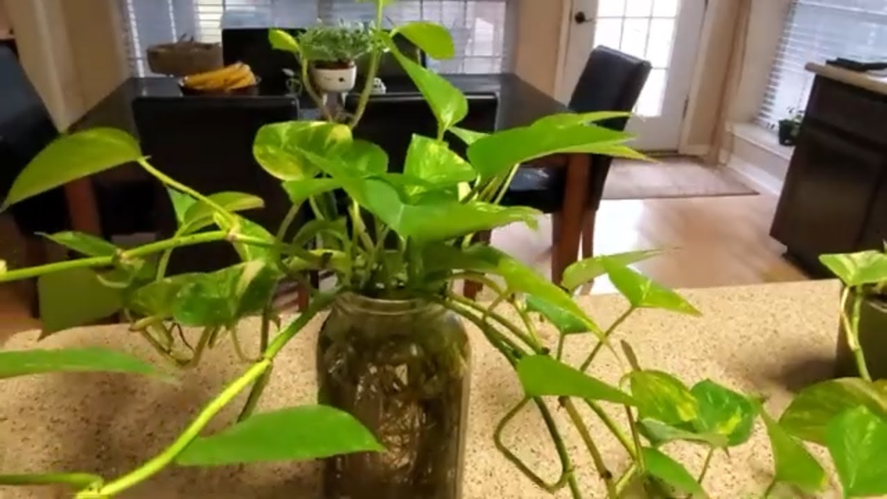 QUEEN MARBLE POTHOS UPDATE JULY 2020 | DONNA JOSHI