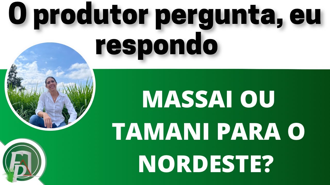 MELHOR CAPIM PARA O NORDESTE: MASSAI OU TAMANI?